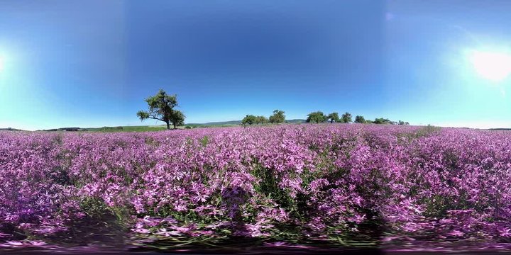 360VR, Feld mit bl&uuml;henden Kuckucks-Lichtnelken, Silene flos-cuculi, Samenerzeugung, Naturschutz, Landwirtschaft, VR360