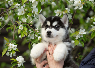 husky puppy siberian dog outdoor in spring © _DeingeL_