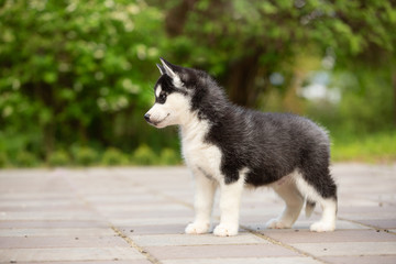 husky puppy black and white siberian dog outdoor in summer
