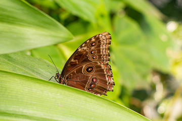 Obraz na płótnie Canvas Brown butterfly macro within green foliage