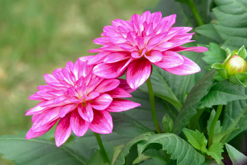 Obraz premium Pink dahlia flowers blooming in a spring garden. Springtime flower