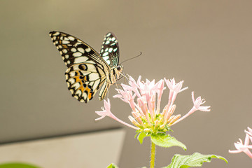 Beauty of butterfly on pink flower macro