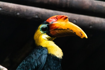 yellow billed hornbill © Tim