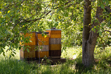 Naklejka premium Rustic beehive houses in summer