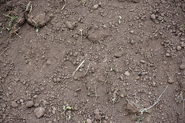 Earthy soil with roots close-up