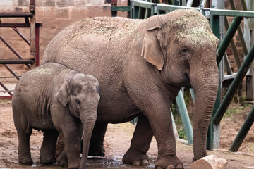 Naklejka premium elephant in zoo