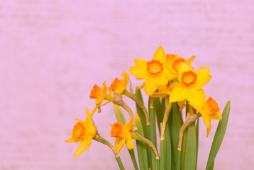 Bouquet of daffodils on a pink background