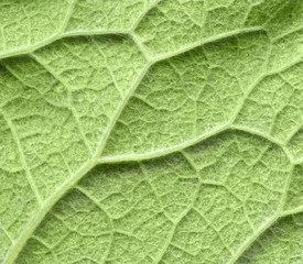 Leaf texture pattern ,texture of green leaves