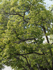 (Acer tartaricum) Érable de Tartarie ou érable du fleuve Amour au feuillage dense, garni de panicules de fleurs blanc et jaune-crème au printemps