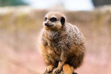 Fototapeta premium meerkat on guard