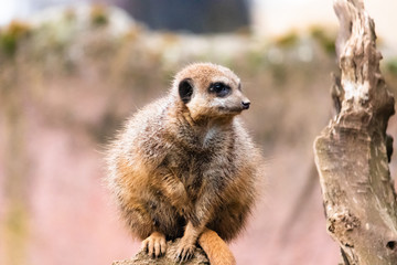 meerkat on guard