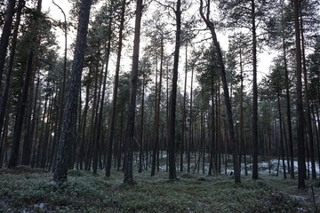 Obraz premium morning in the forest