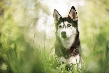 Husky dans l'herbe
