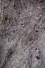 Background of tropical tree skin texture. Rough pattern of tree bark.