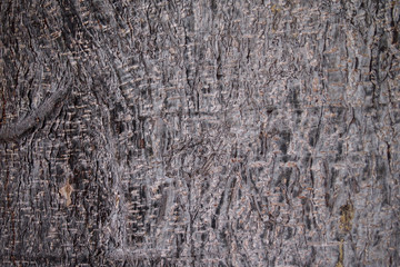 Background of tropical tree skin texture. Rough pattern of tree bark.