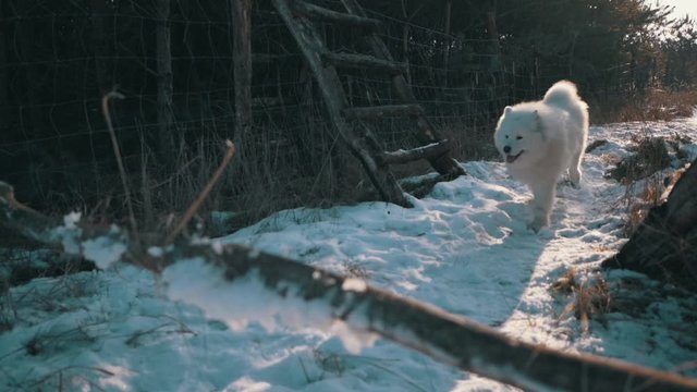 Samoyed dog waiting for his master's command and subsequent jump over a fallen branch. Winter landscape typical of this animal. Northwest Russia and Western Siberia animal from this locality.