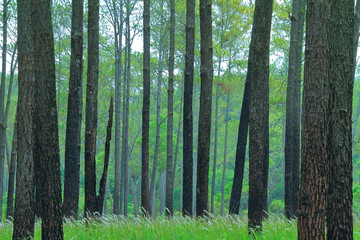 pine forest in grass field