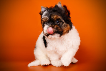 Biewer Yorkshire Terrier on colored backgrounds