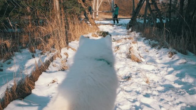 Samoyed dog waiting for his master's command and subsequent jump over a fallen branch. Winter landscape typical of this animal. Northwest Russia and Western Siberia animal from this locality.