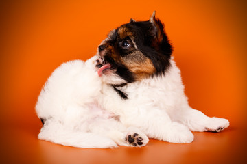 Biewer Yorkshire Terrier on colored backgrounds