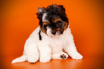 Biewer Yorkshire Terrier on colored backgrounds