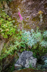 Blooming purple Digitalis plant in natural habitat