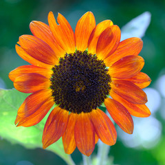 Kathmandu Nepal- Garden of Dreams Orange Common Sunflower Helianthus annuus