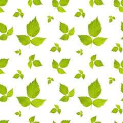 green leaves seamless pattern on white background