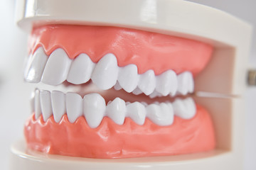 Close-up of teeth model acrylic human jaw for studying oral hygiene.