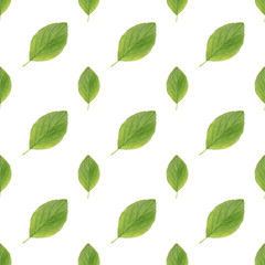 green leaves seamless pattern on white background