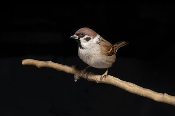 sparrow sitting on a branch on a black background