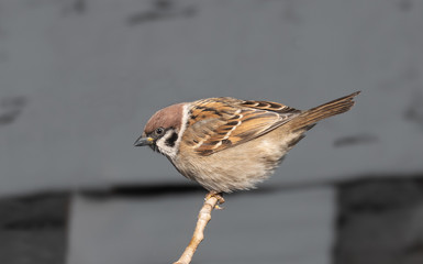 sparrow sitting on a branch on a gray background