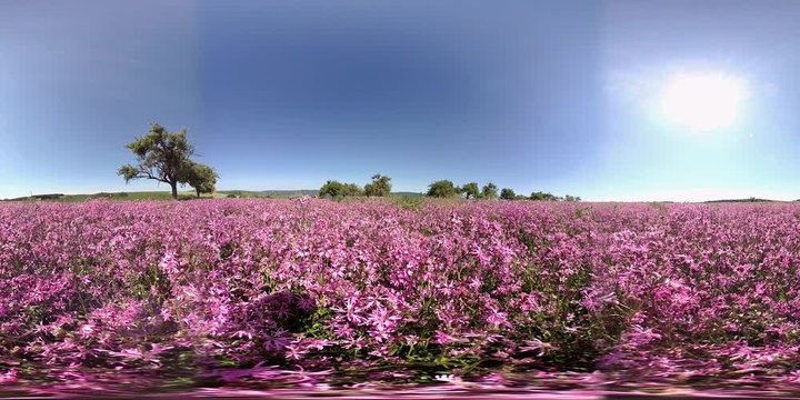 360VR, Feld mit bl&uuml;henden Kuckucks-Lichtnelken, Silene flos-cuculi, Samenerzeugung, Naturschutz, Landwirtschaft, VR360