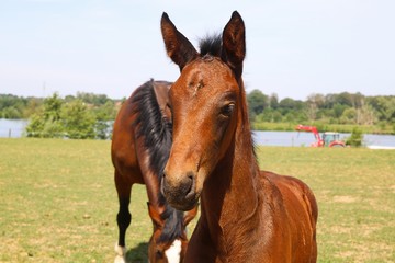 Obraz premium Close up portrait of brown hanoverian foal with mare mare on meadow, river background - Netherlands