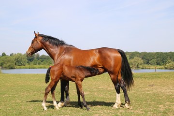 View on brown hanoverian foal sucking milk from mare on meadow, river background - Netherlands