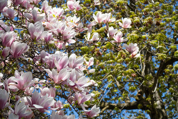 Fototapety  Beautiful magnolia flowers in the spring season
