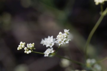 Flower of a waxy bedstraw plant, Galium glaucum