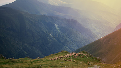 Obraz premium wide shot of grass land with grazing sheep Romania. mountain hill. concept of incomparable nature