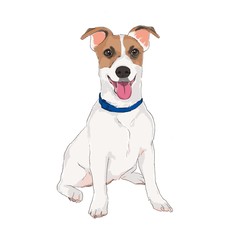 Fototapeta premium jack russell terrier puppy