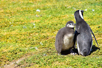 Two Magellanic Penguins, a chick and a Adult, on Magdalena Island, Chile
