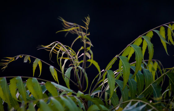 Neem Tree. Azadirachta Indica, Commonly Known As Neem, Nimtree Or Indian Lilac, Is A Tree In The Mahogany Family Meliaceae.
