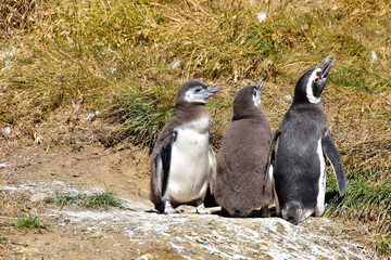 Three Magellanic Penguins on Magdalena Island, Chile