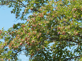 Fototapeta na wymiar (Acer tartaricum) Érable de Tartarie ou érable du fleuve Amour, petit arbre au port évasé, cime arrondie, feuillage découpé vert brillant