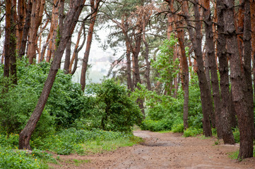 Road in the forest in the evening after the rain