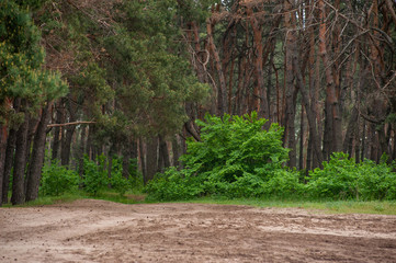 Road in the forest in the evening after the rain