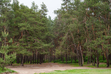 Fototapeta premium Road in the forest in the evening after the rain
