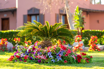 Fototapeta na wymiar Small green palm tree surrounded with bright blooming flowers growing on grass covered lawn in tropic hotel yard.