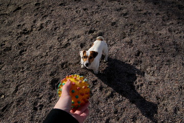Dog on the training ground