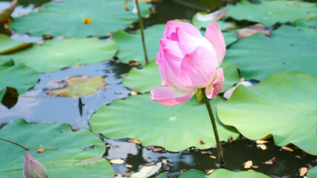 Beautiful lotus flower full bloom in lake 