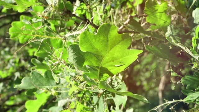 Fully damaged oak tree leaves.Toxic caterpillar infestation plagues oak trees.  Ecological problem